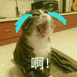 鹿晗伤心难过表情包,捕捉明星脆弱瞬间