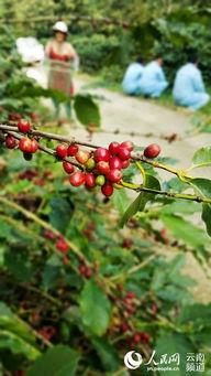 遮放图片,一幅历史画卷的生动呈现